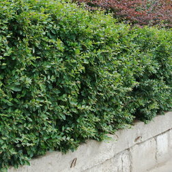 ������ ������ ��������� ���������   ����