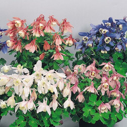 ������ ������ ��������� ����� ���� (1��-250��) ���������������� ������   ����