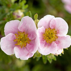 ������ ������ �������� ������������� (���� ����)   ����