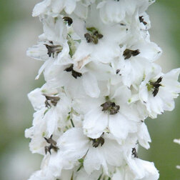 ������ ������ ���������� ��������� ������� ������� ��������� (1��-250��) ���������������� ������   ����