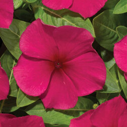 ������ ������ ���������� ������� �������� (1��-100��) ���������������� ������   ����