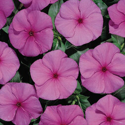 ������ ������ ���������� ������� ����� (1��-100��) ���������������� ������   ����