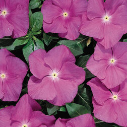 ������ ������ ���������� ������� ����� (1��-100��) ���������������� ������   ����