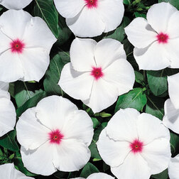 ������ ������ ���������� ������� ���������� (1��-100��) ���������������� ������   ����