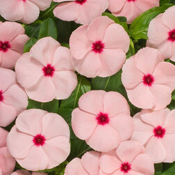 ������ ������ ���������� ������� ��� (1��-100��) ���������������� ������   ����