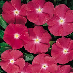 ������ ������ ���������� ������� ����� (1��-100��) ���������������� ������   ����