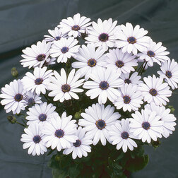 ������ ������ ������������ ���� ���� (1��-100��) ���������������� ������   ����