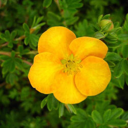 ������ ������ �������� ������������� (���������)   ����