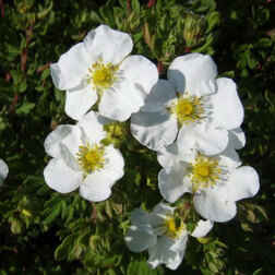 ������ ������ �������� ������������� (���������)   ����