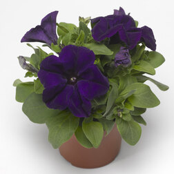 ������ ������ ������� ����������� ����� ��� (1��-100�����) ���������������� ������   ����