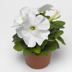 ������ ������ ������� ����������� ����� ���� (1��-100�����) ���������������� ������   ����