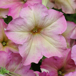 ������ ������ ������� ����������� ��������� �������� (1��-100�����) ���������������� ������   ����