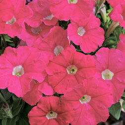 ������ ������ ������� ���������� ��������� ���� (1��-100�����) ���������������� ������   ����