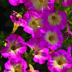 ������ ������ ������� ���������� ��������� ���� ���� (1��-100�����) ���������������� ������   ����