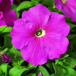 ������ ������ ������� ����������� ��� ���� (1��-100�����) ���������������� ������   ����