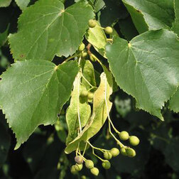 ������ ������ ���� ������������ �������   ����