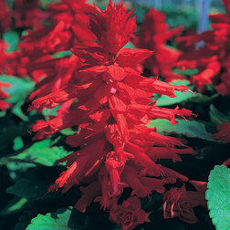 ������ ������ ������� ������ ��� (1��-100��) ���������������� ������   ����