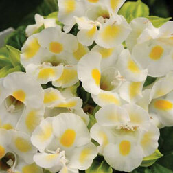 ������ ������ ������� ����� ����� ���� (1 ��-100 �����) ���������������� ������   ����