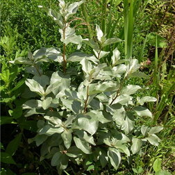 ������ ������ ��� ����������� ������������   ����