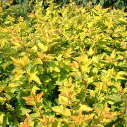 ������ ������ ������� �������������� ����� ���� (�������������)   ����