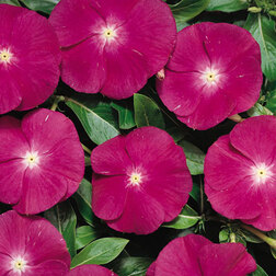 ������ ������ ���������� ������� ��������� (1��-1000��) ���������������� ������   ����