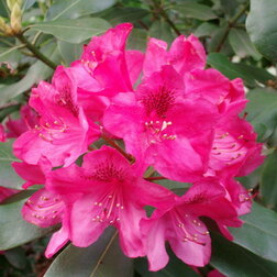 ������ ������ ����������� ��������� ���� ������   ����