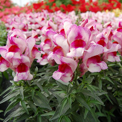 ������ ������ ������� ��� ������ ����� ����� (1��-1000��) ���������������� ������   ����