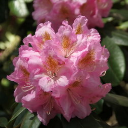 ������ ������ ����������� ��������� �����������   ����