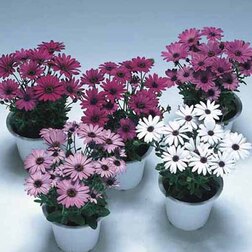 ������ ������ ������������ ���� ���� (1��-1000��) ���������������� ������   ����