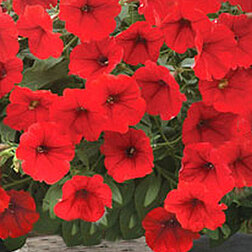 ������ ������ ������� ��������� ����� ��� (1��-1000�����) ���������������� ������   ����