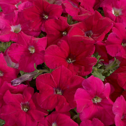 ������ ������ ������� ����������� ��������� ���� (1��-1000�����) ���������������� ������   ����