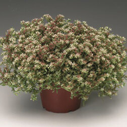 ������ ������ ����� ����� ������� ����� (1��-1000��)���������������� ������   ����