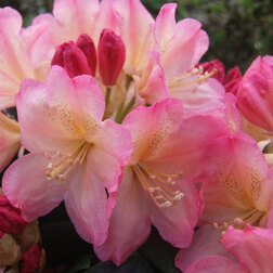 ������ ������ ������� ������������ ������������ ����� �������   ����