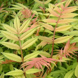 ������ ������ �������� ������������� ���   ����