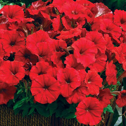 ������ ������ ������� ���������� ��������� ��� (������ �����)   ����