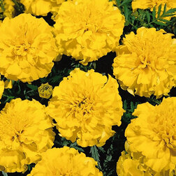 ������ ������ �������� ����������� ���� ����� ����� (1��-1000��) ���������������� ������   ����