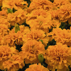 ������ ������ �������� ����������� ���� ����� ����� (1��-1000��) ���������������� ������   ����