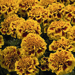 ������ ������ �������� ����������� ���� ����� ���� (1��-1000��) ���������������� ������   ����