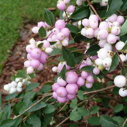 ������ ������ ������� �������������� ���� �� ���� (���������)   ����