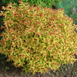 ������ ������ ������� ������ ��������� (��������)   ����