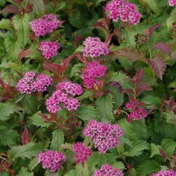 ������ ������ ������� ������ ������ (��������)   ����