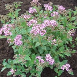 ������ ������ ������� ������ ���� �������� (��������)   ����