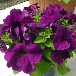 ������ ������ ������� ����������� ����� ��� �� ��� ����� (1��-1000�����) ���������������� ������   ����