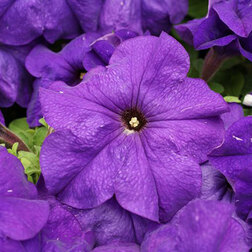 ������ ������ ������� ����������� ����� ��� �� ��� ��� (1��-5000�����) ���������������� ������   ����