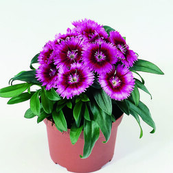 ������ ������ �������� ���� ����� ������ (1��-1000��) ���������������� ������   ����