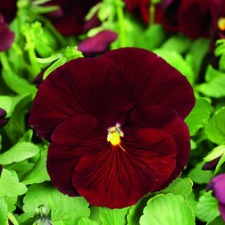 ������ ������ ����� ��������������� ������ ���� ��� (1��-100��) ���������������� ������   ����