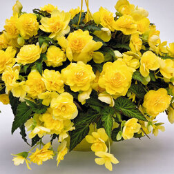 ������ ������ ������� ��������� ������� ���� ����� (1��-100��) ���������������� ������   ����