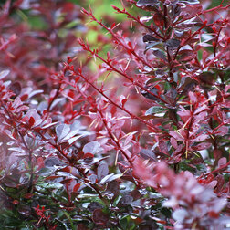 ������ ������ �������� �������� ������ (������������)   ����