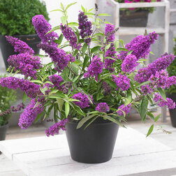 ������ ������ ������� ������ ����� ������ (����� �����)   ����