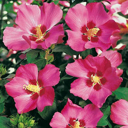 ������ ������ �������� ��������� ��������   ����